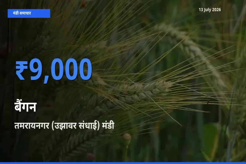 तमरायनगर (उझावर संधाई) मंडी में आज बैंगन के सबसे ऊँचे दाम दर्ज