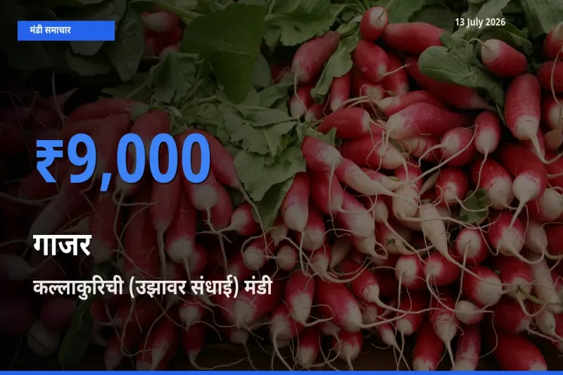 टॉप मंडी बना कल्लाकुरिची (उझावर संधाई)! गाजर के सबसे ऊँचे दाम यहीं दर्ज