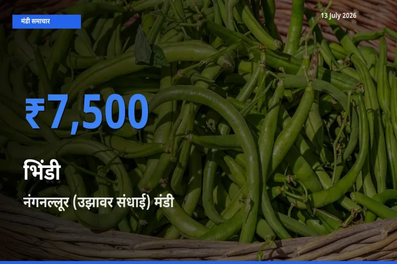 टॉप मंडी बना नंगनल्लूर (उझावर संधाई)! भिंडी के सबसे ऊँचे दाम यहीं दर्ज
