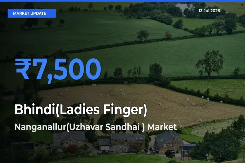 Farmers Prefer Nanganallur(Uzhavar Sandhai ) as Bhindi(Ladies Finger) Hits Highest Rate