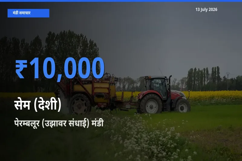 आज सेम (देशी) के सबसे ज़्यादा दाम पेरम्बलूर (उझावर संधाई) मंडी में दर्ज