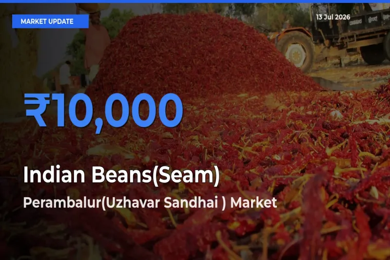 Perambalur(Uzhavar Sandhai ) Offers ₹10,000 – Highest Indian Beans(Seam) Rate Today