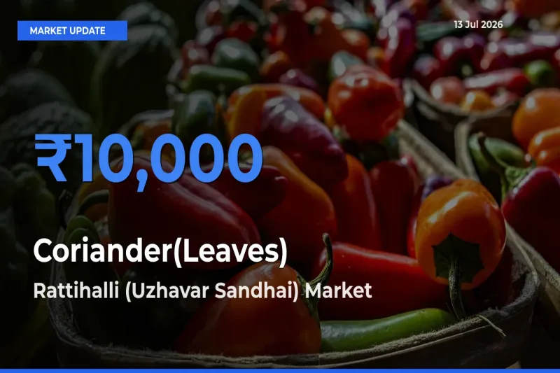 Farmers Prefer Rattihalli (Uzhavar Sandhai) as Coriander(Leaves) Hits Highest Rate