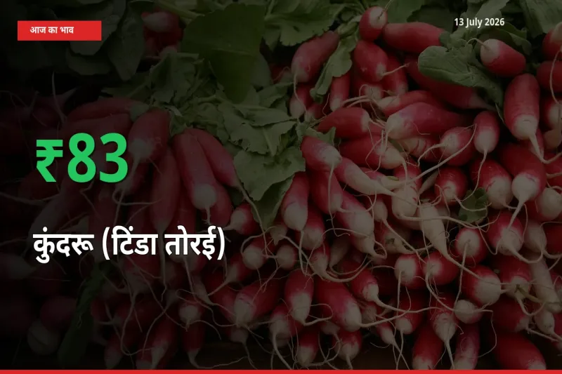 किसानों के लिए खुशखबरी! स्थानीय मंडी में कुंदरू (टिंडा तोरई) 82.87% उछला