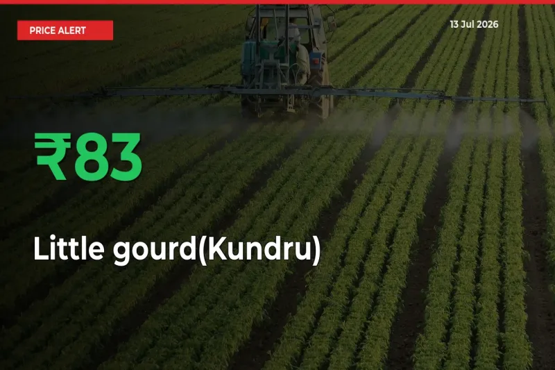 Sudden 82.87% Rally in Little gourd(Kundru) Prices Across Mandis