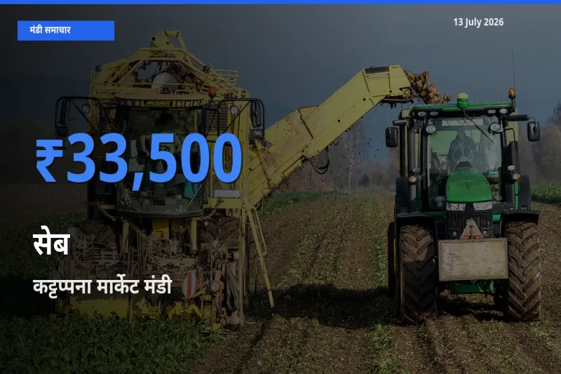 आज का मंडी भाव: सेब के सबसे ज़्यादा दाम कट्टप्पना मार्केट में