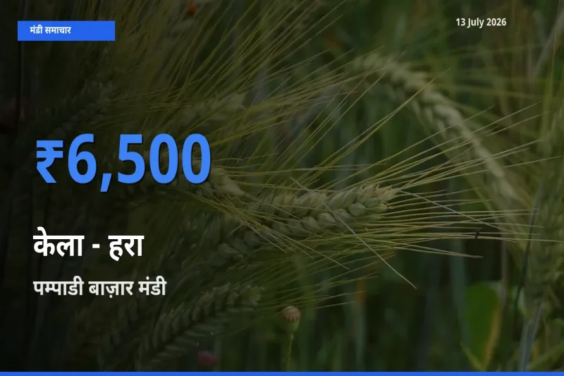 पम्पाडी बाज़ार मंडी में केला - हरा ₹6,500 पर पहुँचा – आज का सर्वोच्च भाव