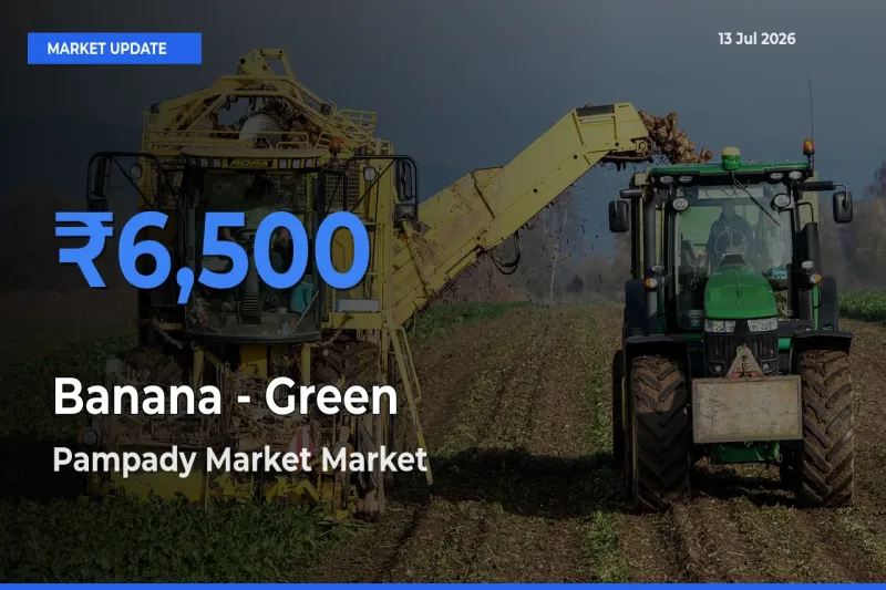 Pampady Market Tops Banana - Green Mandi Rates Today