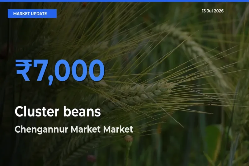 Chengannur Market Emerges as Top Mandi for Cluster beans Prices Today