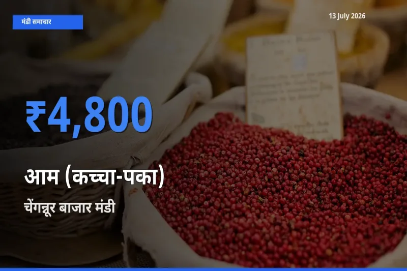 किसानों की पसंद बना चेंगन्नूर बाजार, आम (कच्चा-पका) के सबसे अच्छे दाम