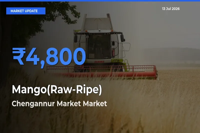 Mango(Raw-Ripe) Mandi Rate Today: Chengannur Market Tops the List