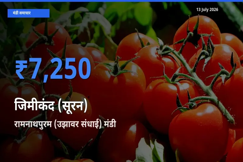 आज जिमीकंद (सूरन) के सबसे ऊँचे दाम ₹7,250 रामनाथपुरम (उझावर संधाई) मंडी में