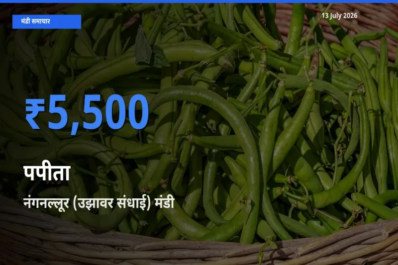 आज का मंडी भाव: पपीता के सबसे ज़्यादा दाम नंगनल्लूर (उझावर संधाई) में