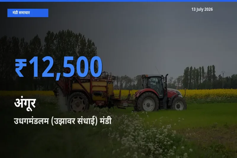 टॉप मंडी बना उधगमंडलम (उझावर संधाई)! अंगूर के सबसे ऊँचे दाम यहीं दर्ज