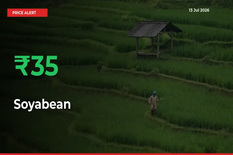 Soyabean Mandi Rate Today: Prices Jump 34.72% at Market