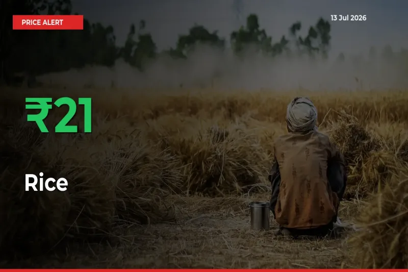 21.27% Spike in Rice Prices – Mandi Sees Sudden Rally