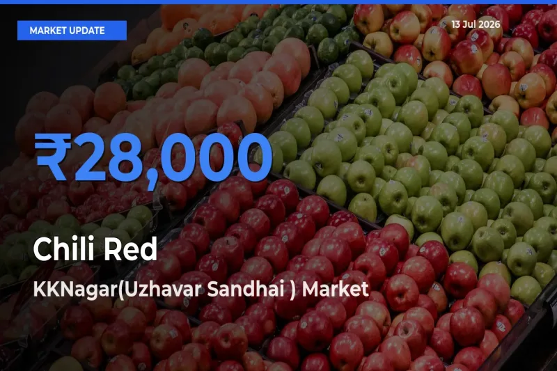 KKNagar(Uzhavar Sandhai ) Leads as Top Mandi for Chili Red Prices