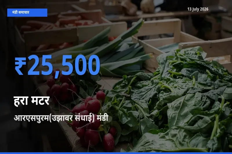 आरएसपुरम(उझावर संधाई) मंडी में हरा मटर ₹25,500 पर पहुँचा – आज का सर्वोच्च भाव