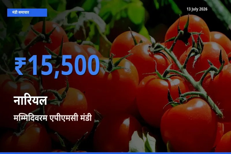 टॉप मंडी बना मम्मिदिवरम एपीएमसी! नारियल के सबसे ऊँचे दाम यहीं दर्ज