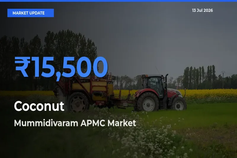Mummidivaram APMC Tops Coconut Rates – July 13 Market Update