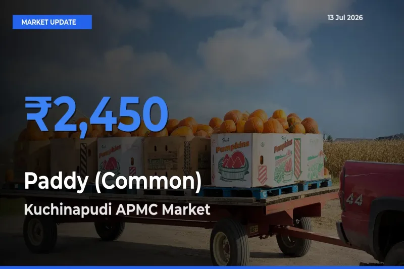 Paddy (Common) Mandi Rate Today: Kuchinapudi APMC Tops the List