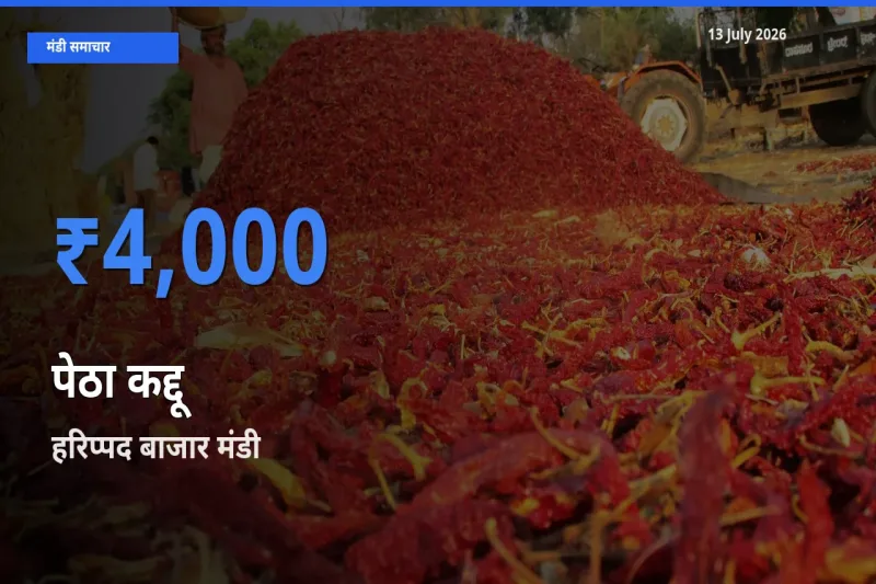 बाज़ार संकेत: हरिप्पद बाजार बना पेठा कद्दू के लिए आज की टॉप मंडी