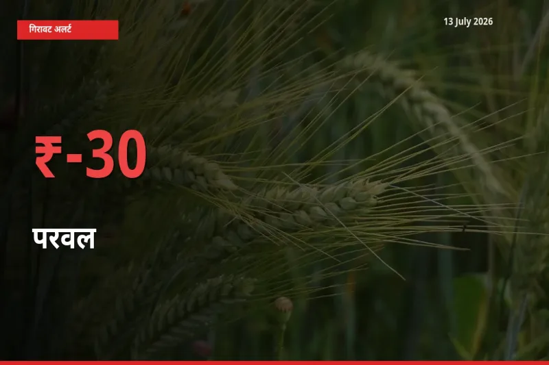 परवल 30.27% गिरा, मंडी