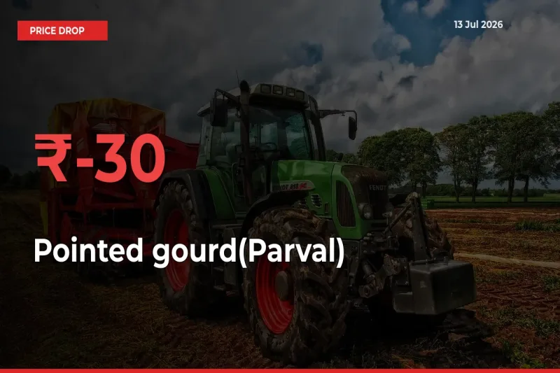 Pointed gourd(Parval) Prices Drop 30.27% – July 13 Market Update from Mandis