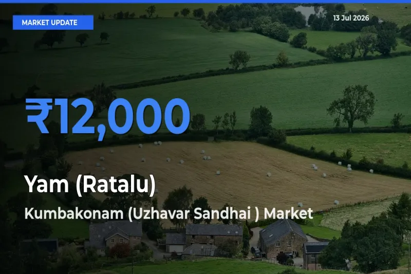 Kumbakonam (Uzhavar Sandhai ) Emerges as Top Mandi for Yam (Ratalu) Prices Today