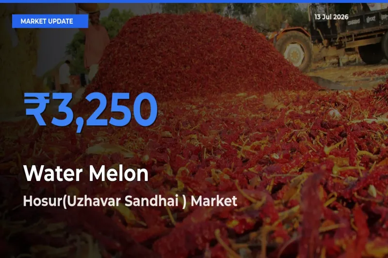 Hosur(Uzhavar Sandhai ) Leads as Top Mandi for Water Melon Prices