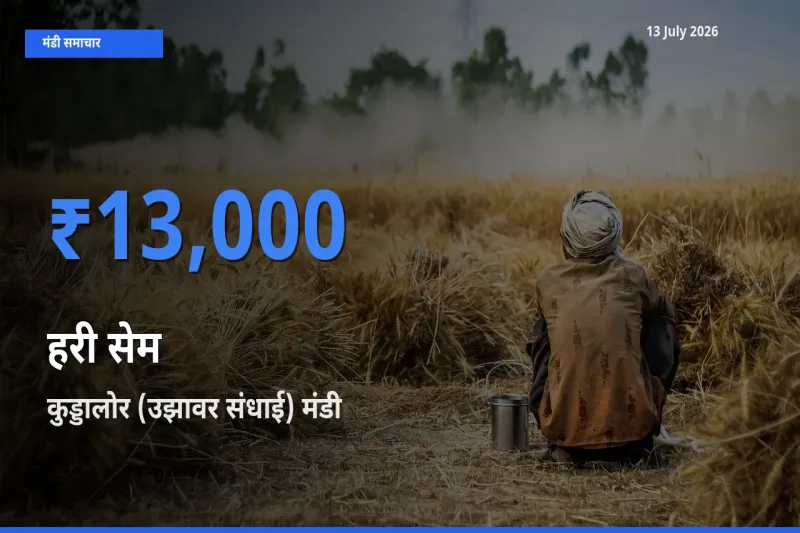 कुड्डालोर (उझावर संधाई) मंडी में हरी सेम ₹13,000 पर पहुँचा – आज का सर्वोच्च भाव