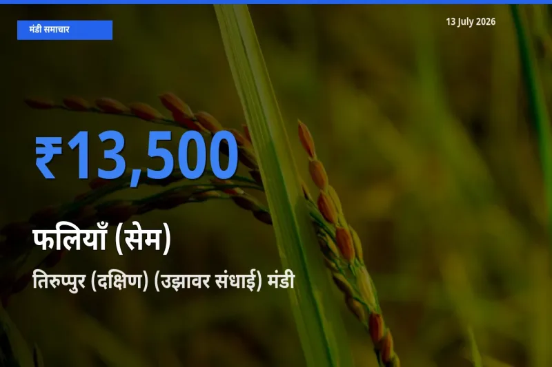 आज का मंडी भाव: फलियाँ (सेम) के सबसे ज़्यादा दाम तिरुप्पुर (दक्षिण) (उझावर संधाई) में
