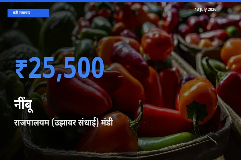 आज का मंडी भाव: नींबू के सबसे ज़्यादा दाम राजपालयम (उझावर संधाई) में