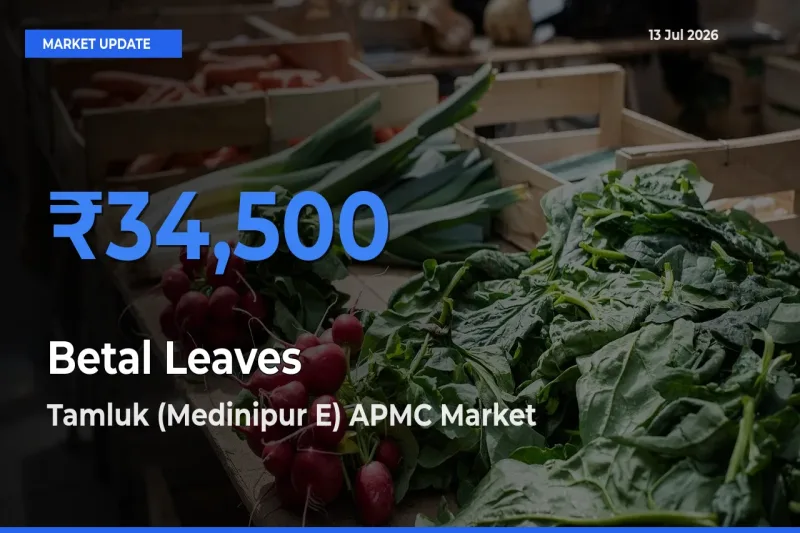 Betal Leaves Mandi Rate Today: Tamluk (Medinipur E) APMC Tops the List