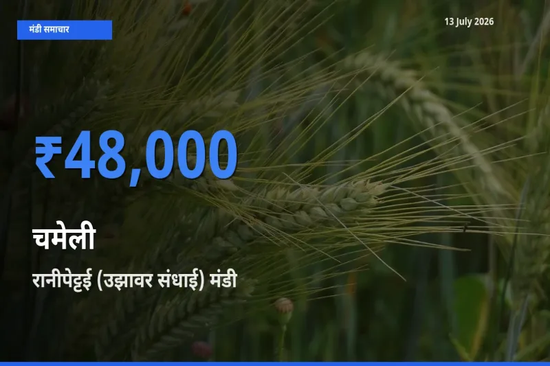 रानीपेट्टई (उझावर संधाई) मंडी में आज चमेली के सबसे ऊँचे दाम दर्ज