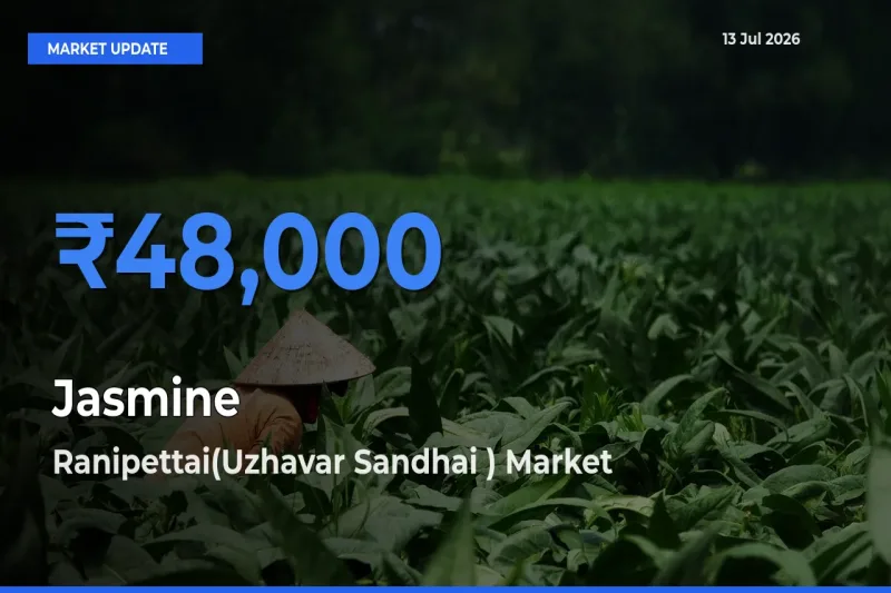 Ranipettai(Uzhavar Sandhai ) Offers ₹48,000 – Highest Jasmine Rate Today
