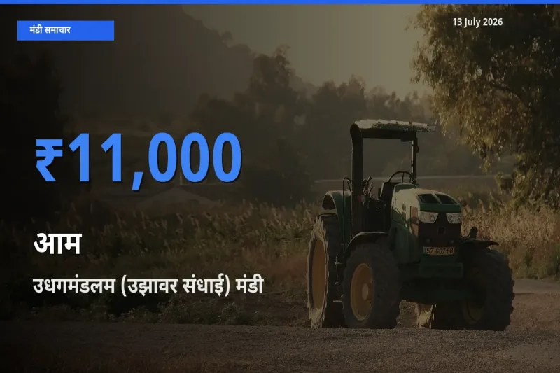 उधगमंडलम (उझावर संधाई) मंडी में आम ₹11,000 पर पहुँचा – आज का सर्वोच्च भाव