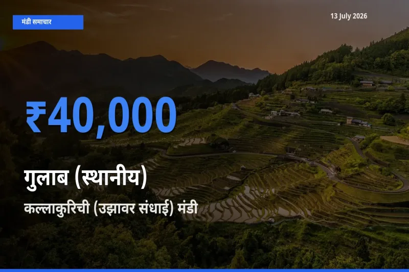 कल्लाकुरिची (उझावर संधाई) में गुलाब (स्थानीय) का आज सबसे ऊँचा भाव