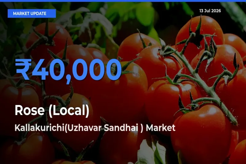Kallakurichi(Uzhavar Sandhai ) Emerges as Top Mandi for Rose (Local) Prices Today