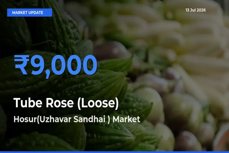 Hosur(Uzhavar Sandhai ) Offers ₹9,000 – Highest Tube Rose (Loose) Rate Today
