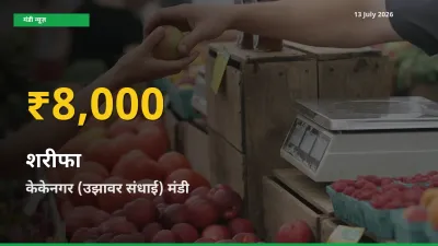 केकेनगर (उझावर संधाई) में शरीफा ₹8,000 पर पहुँचा – अब तक का उच्चतम भाव