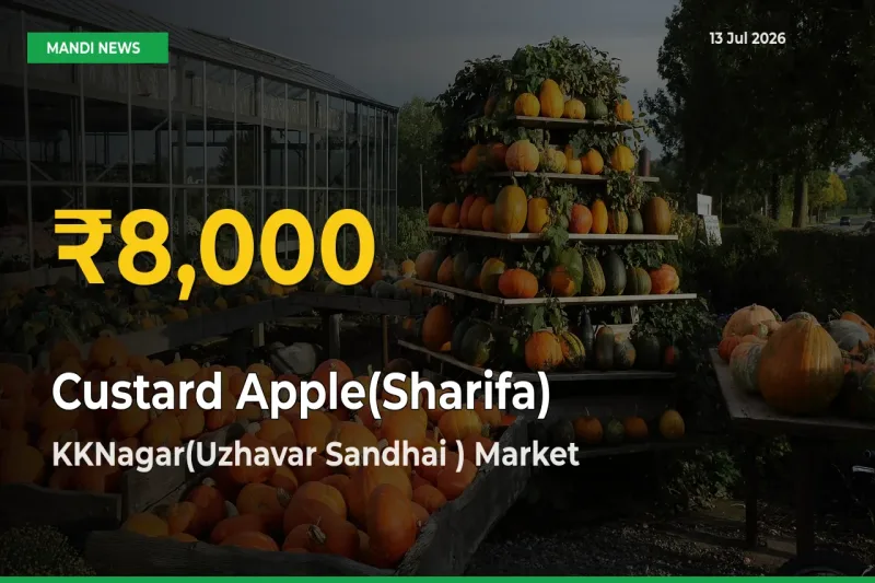 Big Jump in Custard Apple(Sharifa) Prices! KKNagar(Uzhavar Sandhai ) Records New Peak Today