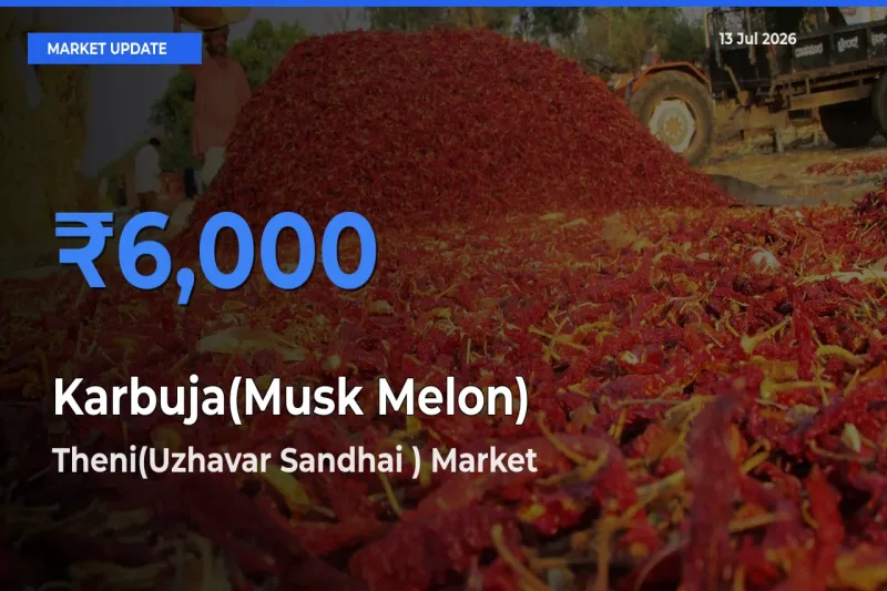 Theni(Uzhavar Sandhai ) Records Highest ₹6,000 Rate for Karbuja(Musk Melon)