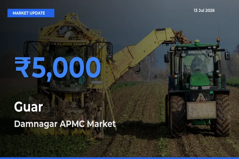 Damnagar APMC Emerges as Top Mandi for Guar Prices Today