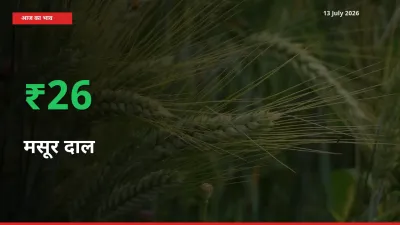 स्थानीय मंडी में मसूर दाल के दाम अचानक 26.49% उछले, किसान सतर्क
