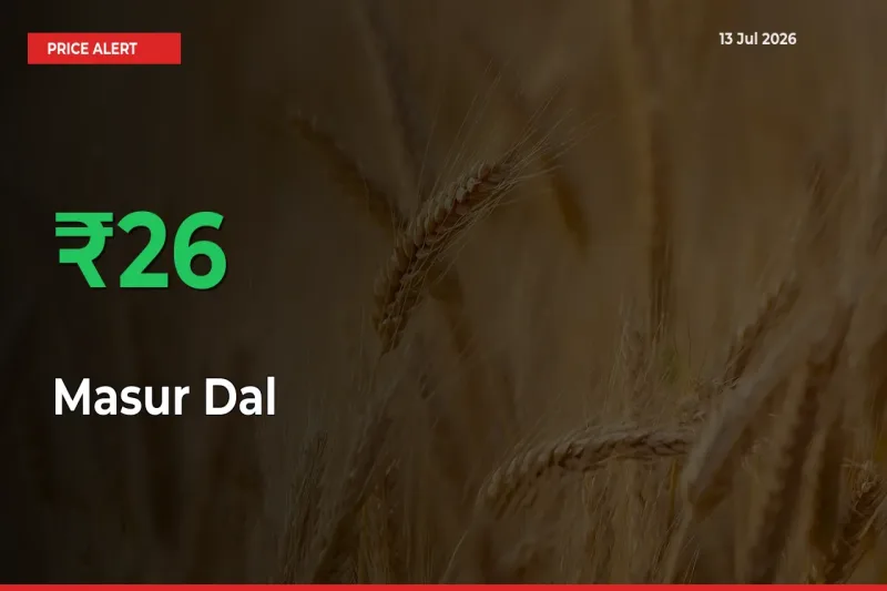 Why Masur Dal Prices Rose 26.49% in a Day at Mandis