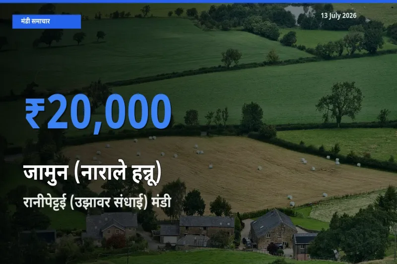 13 July अपडेट: जामुन (नाराले हन्नू) के सबसे ऊँचे दाम रानीपेट्टई (उझावर संधाई) मंडी में