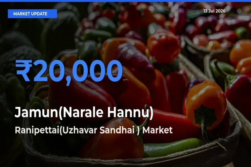 Market Watch: Ranipettai(Uzhavar Sandhai ) Becomes Top Mandi for Jamun(Narale Hannu)
