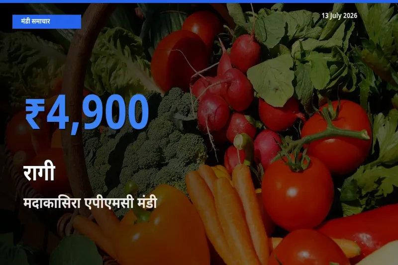 मदाकासिरा एपीएमसी मंडी में रागी ₹4,900 पर पहुँचा – आज का सर्वोच्च भाव