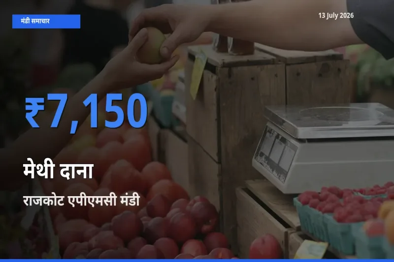 आज मेथी दाना के सबसे ऊँचे दाम ₹7,150 राजकोट एपीएमसी मंडी में
